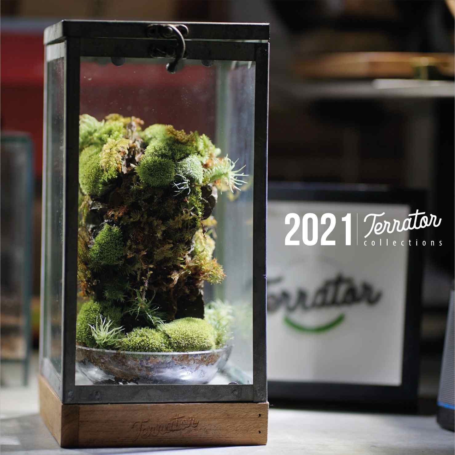 Terrarium - Thú chơi của những “nông dân sành điệu” - 1 phút Sài Gòn